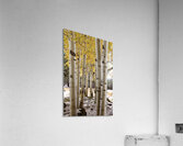 IMG 4712 Acrylic Print