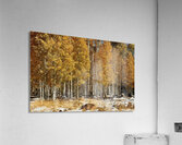 IMG 9899 Acrylic Print