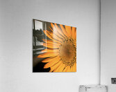 Close up Sunflower Acrylic Print