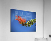 Ocotillo Bloom Acrylic Print