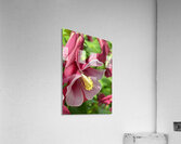 Columbine Bloom Acrylic Print