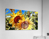 Sunflower Drama Acrylic Print
