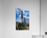 Forest of the dead Acrylic Print