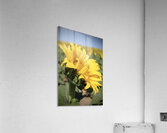 This is my best side Acrylic Print