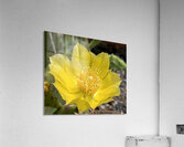 Prickly Pear Bloom -2 Acrylic Print