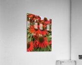 Coneflower Acrylic Print