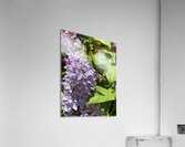 Bee-live  Acrylic Print