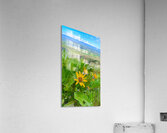 Balsam Root featuring the Kittitas Valley backround Acrylic Print