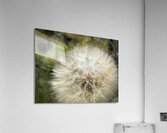 Dandelion Head Acrylic Print