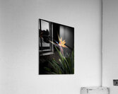 Bird of Paradise Acrylic Print