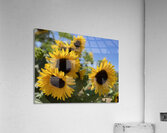Happy Sunflowers Acrylic Print