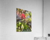 Spiral Ginger Acrylic Print