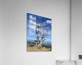 Tree overlooking Wenatchee Acrylic Print