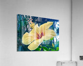 Yellow Hibiscus Acrylic Print
