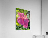 Pink Hibiscus Acrylic Print