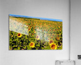 The Sunflower Sea Acrylic Print