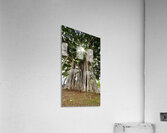 Banyan Tree Acrylic Print
