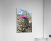 Barrel Cactus Acrylic Print