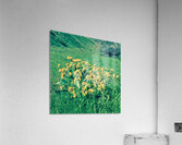 Balsam Root Acrylic Print