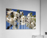 White Cherry Blossoms  -1 Acrylic Print