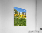 Balsam Root Wildflowers Acrylic Print