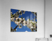 White Cherry Blossom -2 Acrylic Print