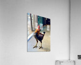 Hello can I help you  Acrylic Print