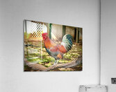 Maui Rooster Acrylic Print