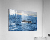 IMG 3391 Acrylic Print