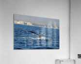 IMG 3392 Acrylic Print