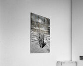 Desert Drama Acrylic Print