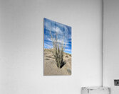 Ocotillo  Acrylic Print