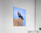 Raven - guardian of the Grand Canyon  Acrylic Print