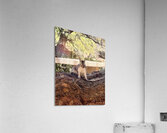 Albert’s Squirrel -2 Acrylic Print