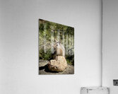 Albert’s Squirrel -1 Acrylic Print