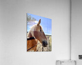 Hay Girl  Acrylic Print