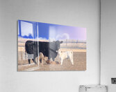 Calving Season Acrylic Print