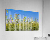 Canola Flowers Acrylic Print