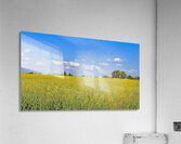 Holy Canola  Acrylic Print