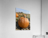 Fall Vibes Acrylic Print