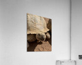 Happy Tortoise -2 Acrylic Print