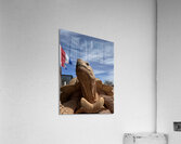 Arizona Tortoise -2 Acrylic Print