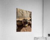 Happy Tortoise Acrylic Print