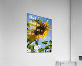 Sunflower Love Acrylic Print