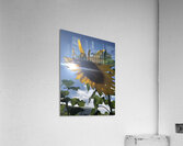 Sunflower and Sunlight Acrylic Print
