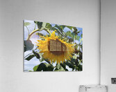 Sunflower Love -2 Acrylic Print