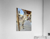 Miss Pickles Acrylic Print