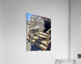 What’s on sale   Acrylic Print