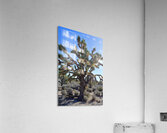 Joshua Tree w sunlight Acrylic Print
