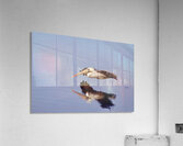 Reflection in Flight Acrylic Print